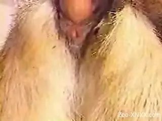 Close-up dog pussy gape video with gay dudes