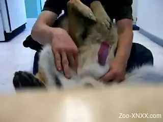 Zoophile dude jerking his dog's cock on webcam