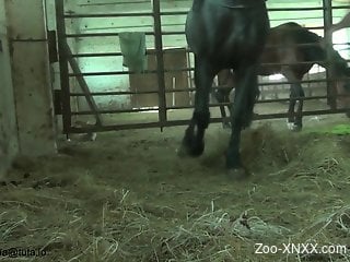 Busty beauty deepthroating a black stallion's huge cock
