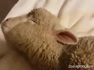 Dude fucks a lamb's tight little pussy from behind