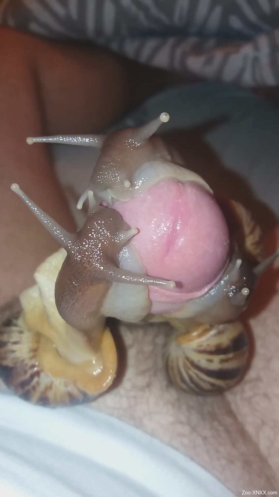 Uncut dude enjoying weird sex with horny snails