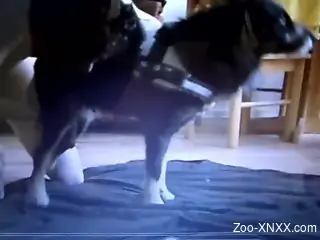 Beautiful dog gets a great handjob from a kinky zoophile