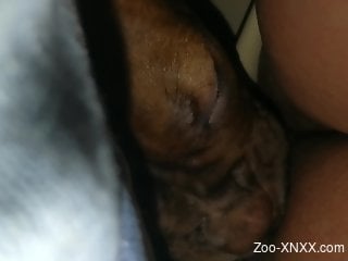 Dog enjoying oral sex with a phat booty owner