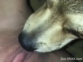 Eager dog eating the owner's pussy like crazy on cam