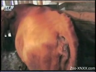 Classy retro video featuring a seasoned cow fucker
