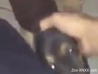 Small dog is getting to lick its owner's hard pecker