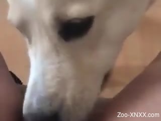 White dog eagerly eating pussy in a POV video