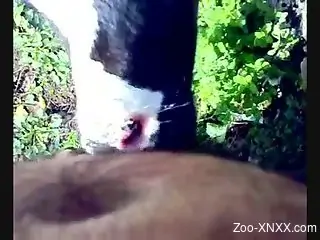 Dude gets his dick sucked by a very sexy cow