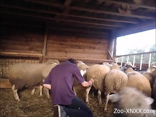 Sheep shagger finds a perfect target in the barn