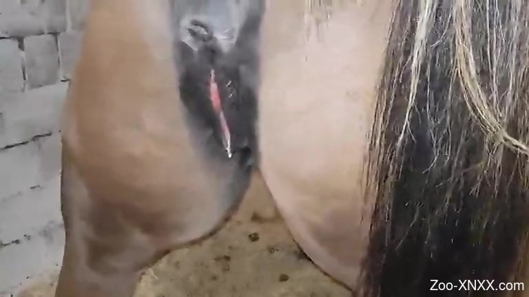 Horse Pussy Naked - Dude creampies a horse pussy before showing it off