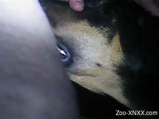 Dude throat-fucking a kinky dog in a porn video