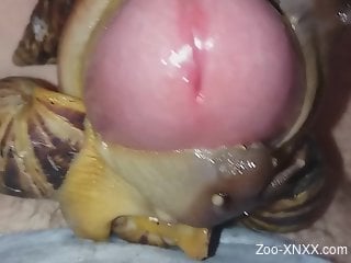 Snails swarming the guy's cock and covering it in goo