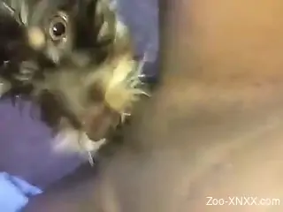 Dirty animal licking a chick's delicious pussy