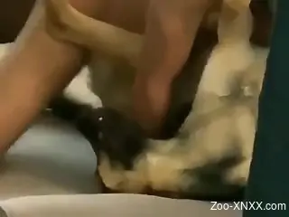 Dominant dude plowing his dog's tight little cunt