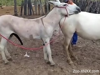 Donkey fucks a mare in a twisted bestiality video