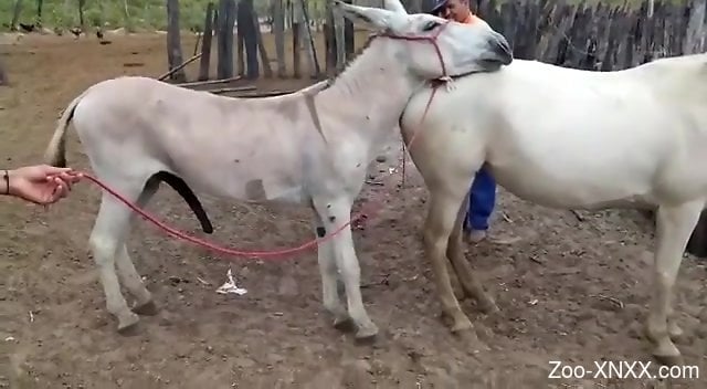 Donkey Fucking Horse - Donkey fucks a mare in a twisted bestiality video