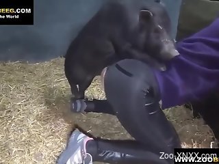 Babe with ripped pants getting fucked by a small pig