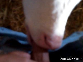 Dude decides to face-fuck a sexy cow in a POV video