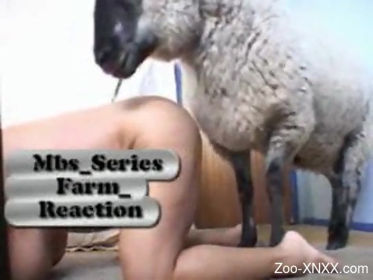 Donkey Fucking Sheep