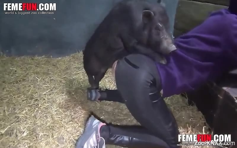 Sexy pig fucking a chick's asshole