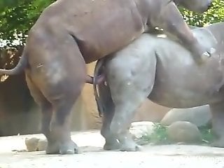 Two horny rhinoceros fucking each other hard