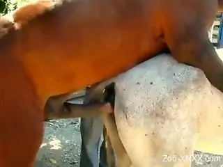 Two sexy horses enjoying hardcore fucking outdoors