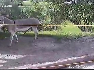 zoo-animal XNXX Videos / Page 23