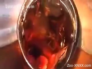 Gaped pussy gets infested with worms and maggots