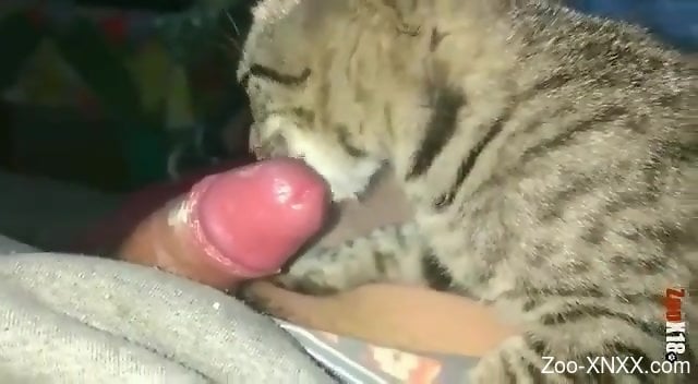 Disgusting porn video with a really cute cat