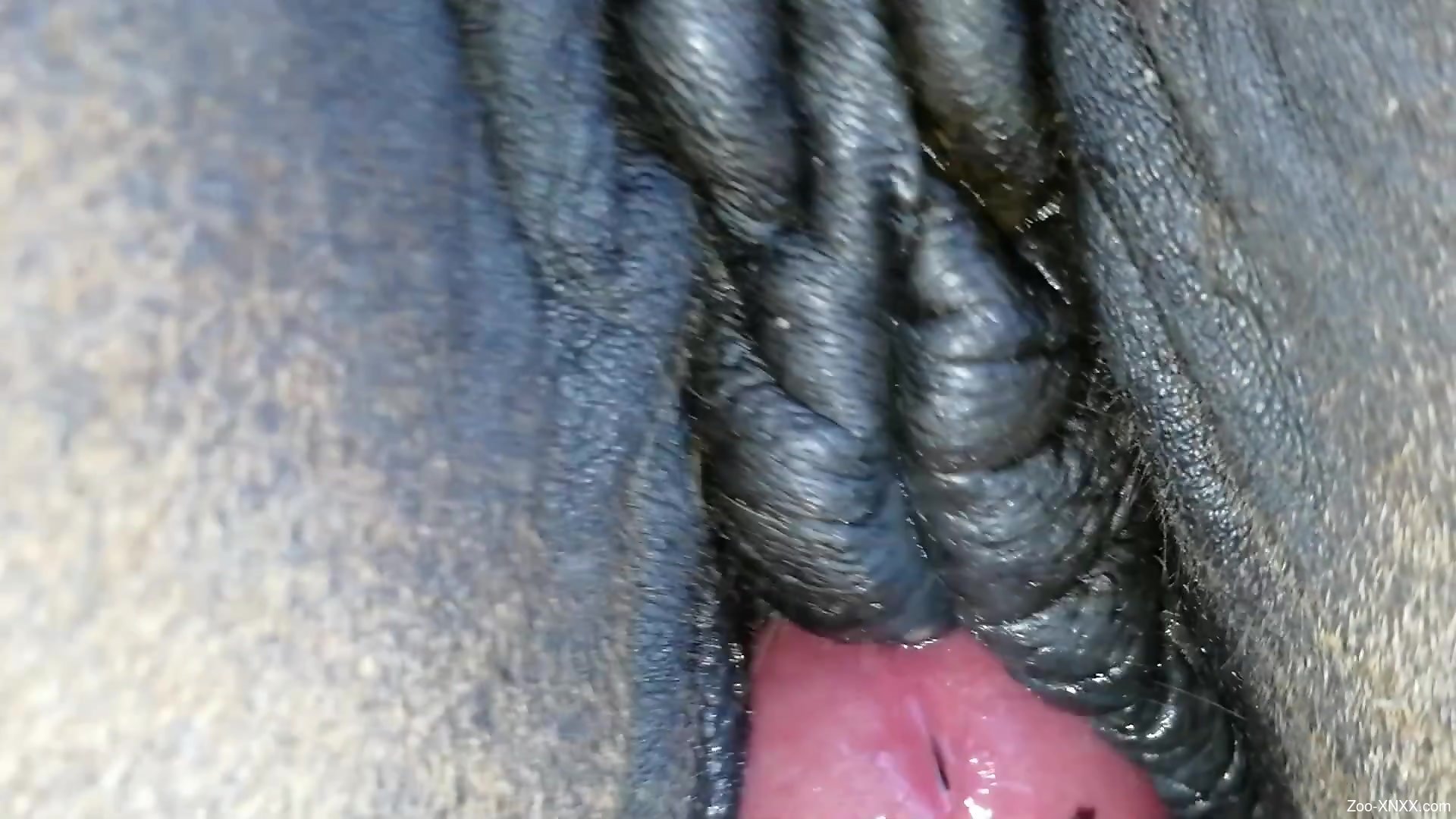 Male cums in mare pussy