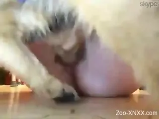 Tiny dog fucking a zoophile's eager pussy on Skype