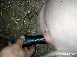 Dude fucks a pig's pussy with his curved toy