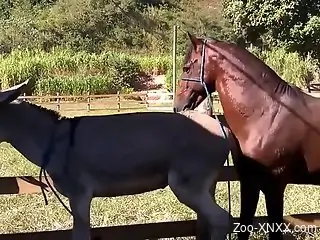 Brown stallion invading that tight little pussy
