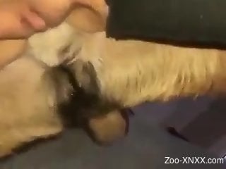 Wet pussy babe bouncing on a dog's hard boner