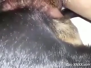 Dude with a hard dick penetrating a dog's pussy