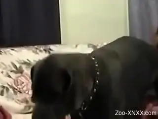 Redheaded zoophile beauty deepthroats a dog's dick