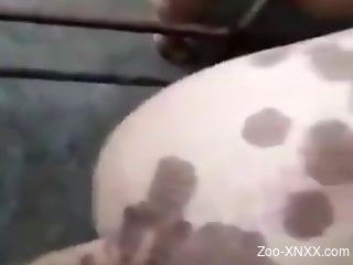 Dude with a hard dick fucks every animal from behind