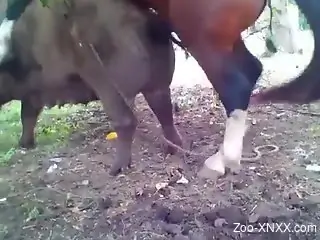 Stallion's hard cock ruins this mare's hot pussy