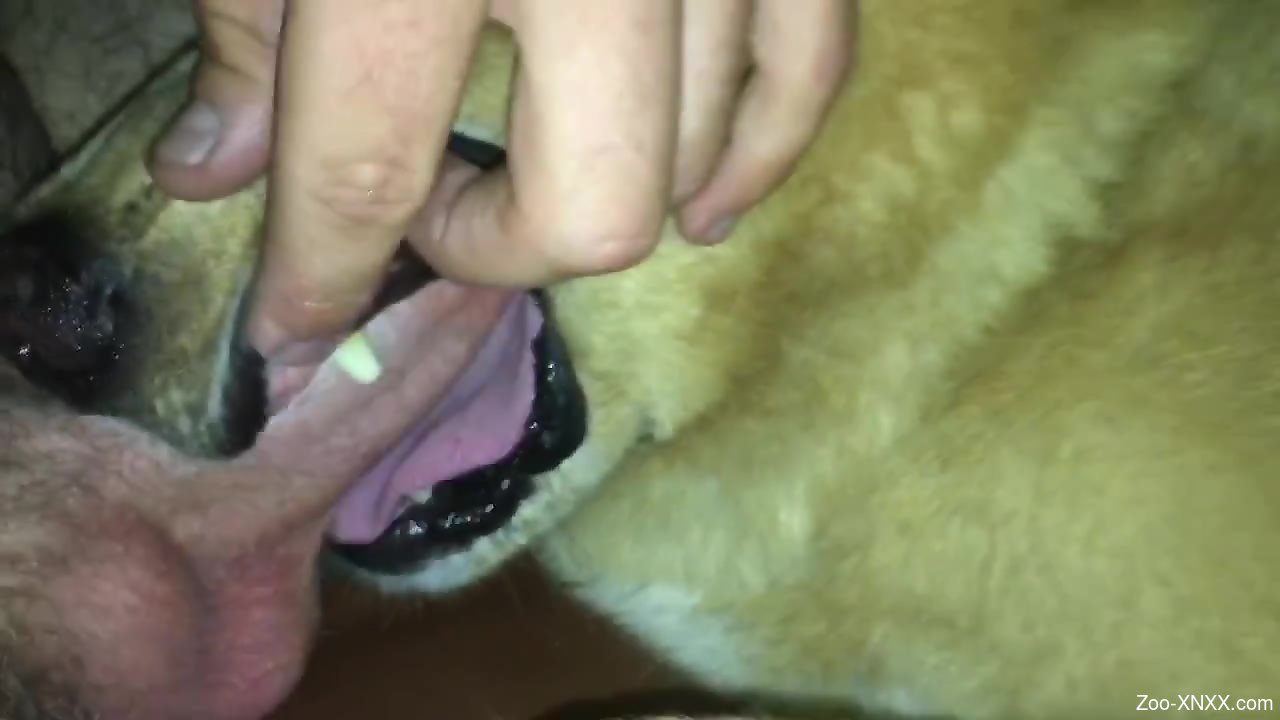 Dog licking human penis