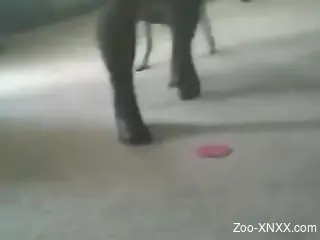 Bubble butt babe preparing for hardcore bestiality
