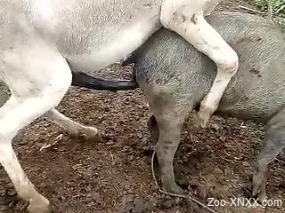 Voyeur-style bestiality video with two beasts fucking