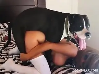 Curvy babe in thigh-highs fucked by a kinky dog
