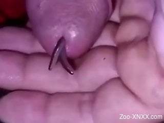 Home solo zoophilia masturbation with worms in the cock