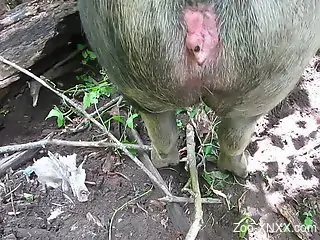Dude cannot resist an animal's delicious pussy