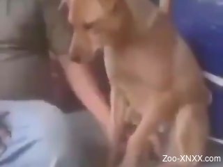 Dude jerking a dog's cock in the most discreet way imaginable