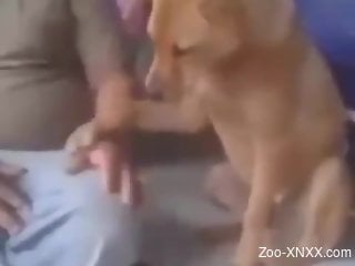 Dude jerking a dog's cock in the most discreet way imaginable