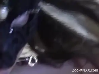 Fishnets-wearing beauty gets destroyed by a sexy dog