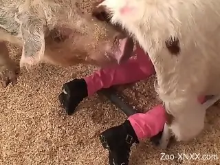Aroused mature lands entire dog penis into her soaked cunt