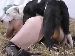 Dog zoophilia in crazy positions for a bunch of women