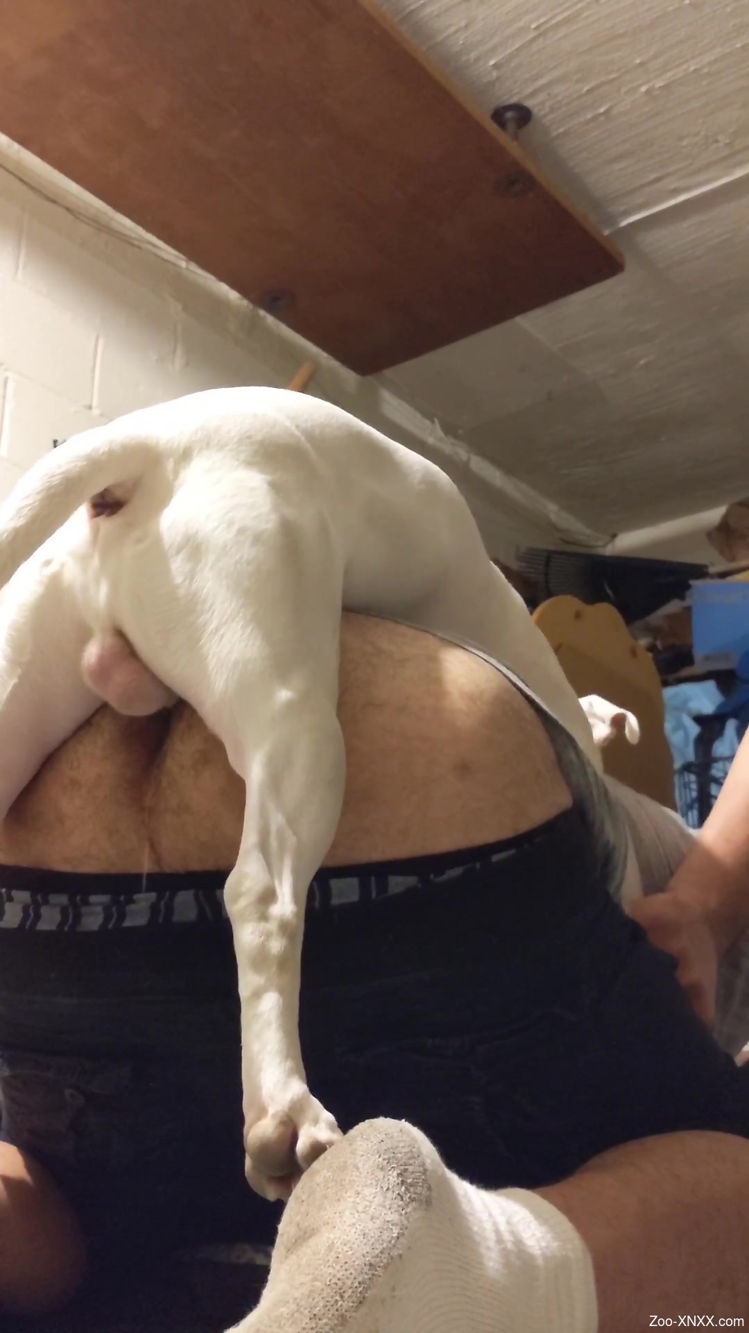 Nude cam sex with the dog for a gay man